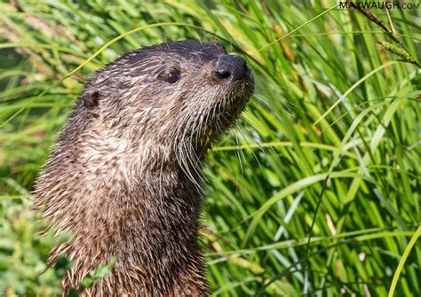 mink vs muskrat|Animal Identification Throwdown: Otter vs. Beaver vs..